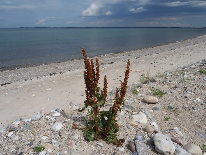 Halshuisene + Enebaerodde Beach (Denemarken)